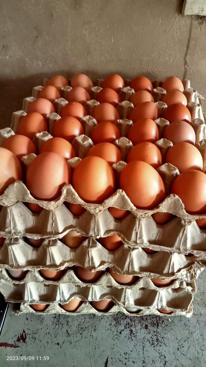TerdooGambe's tweet photo. Get your eggs at affordable price
#1500 per crate at FHA Nyanyan https://t.co/CYYQi3SMDG.07035016994 https://t.co/dY9TJywk04