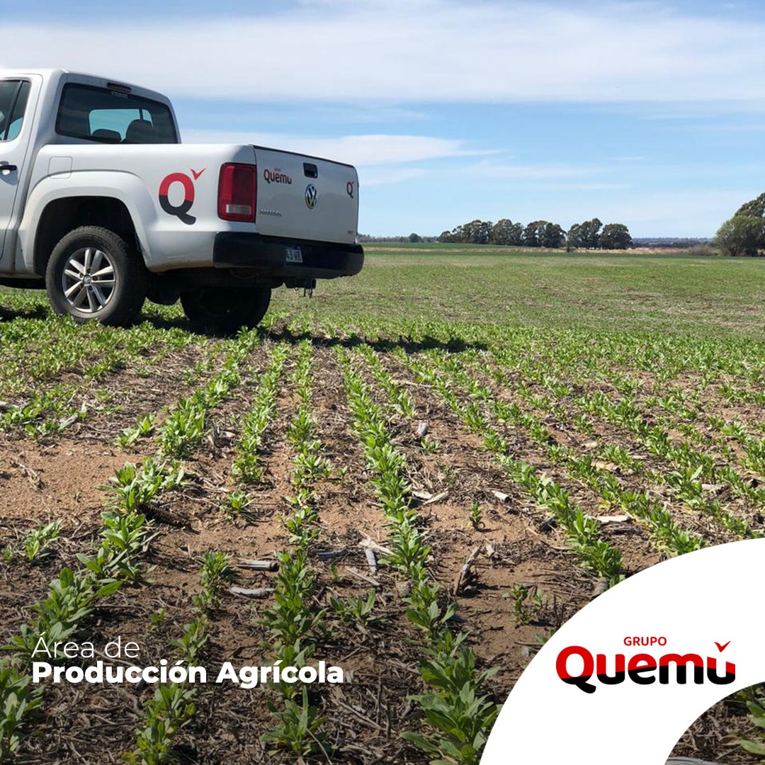 Área de Producción Agrícola
Avanza el desarrollo del cultivo de Camelina de Grupo Quemú
Mediante un convenio con Bunge, iniciamos la producción de Camelina, un cultivo de servicio para la elaboración de biocombustible para aviones.
Consultanos, para saber más sobre este cultivo.