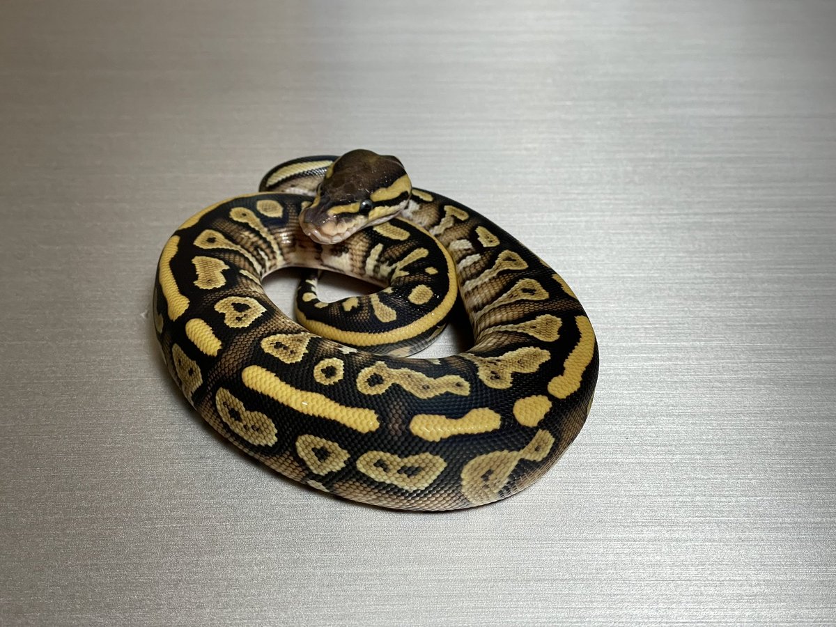 BMMorphsJapan's tweet photo. Clown het Pied x Pastel Phantom Pied clutch
#ballpython
#ボールパイソン
#clownpied
#recessivemorphs
#hetarmy
#qualityinqualityout
#BMMCB https://t.co/QiThCYKzdj