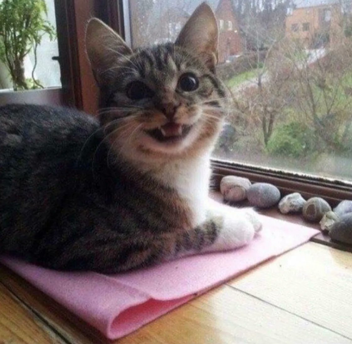 Posts Of Cats tweet media