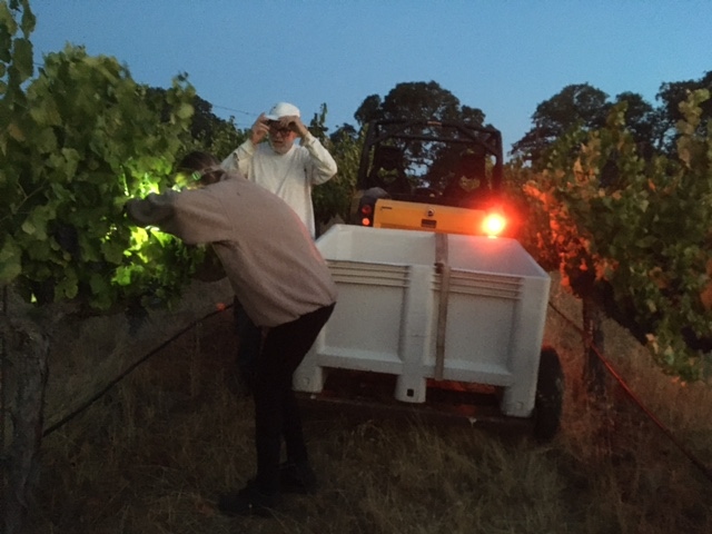 #Harvest has started at Wine Tree Farm! Today we picked our #Grenache and #Mourvèdre for our next #Rosé!
Early morning start!
#winetreefarm #corinnewines