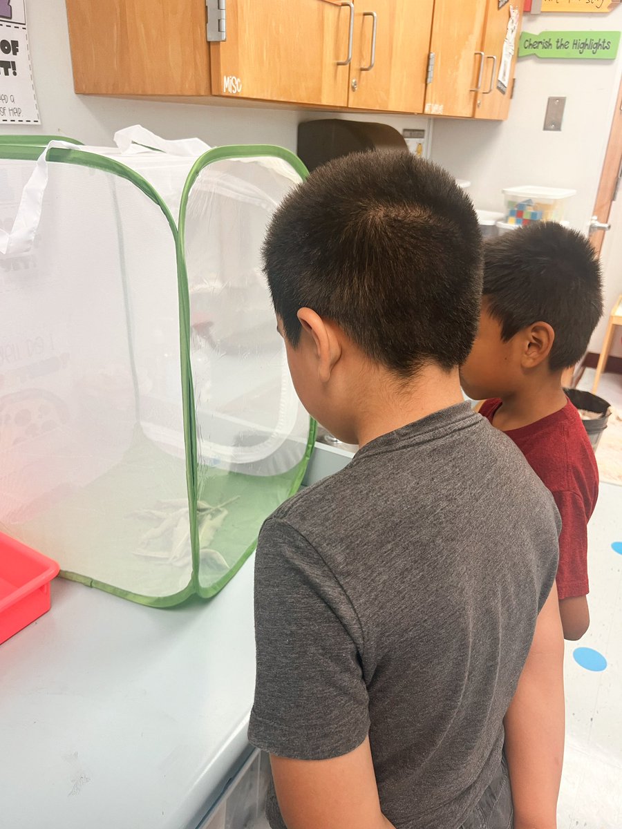 We are loving being entomologists in 2nd grade and learning all about the life cycle of our Monarch butterflies through observation 🔎