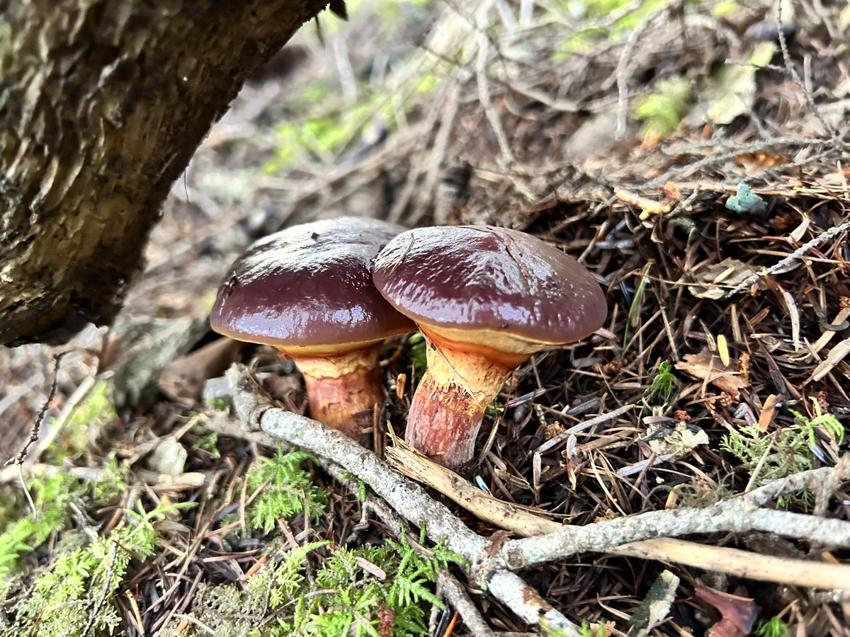 toretara117's tweet photo. ハナイグチ🍄
テカテカしてて雨上がりだと綺麗😍そして旨いキノコ😋
#ハナイグチ #キノコ狩り #秋 #mushroom #Suillus grevillei https://t.co/gJm1EuCly2