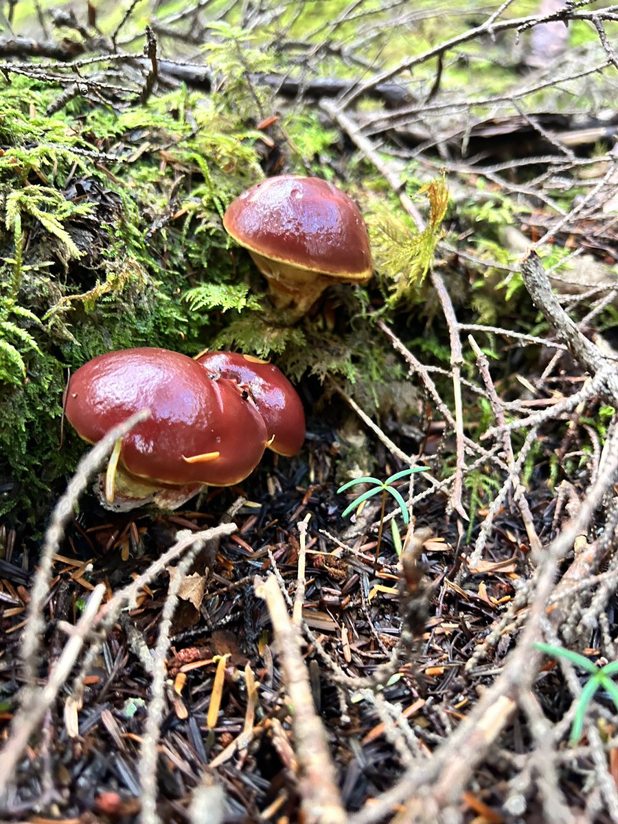 toretara117's tweet photo. ハナイグチ🍄
テカテカしてて雨上がりだと綺麗😍そして旨いキノコ😋
#ハナイグチ #キノコ狩り #秋 #mushroom #Suillus grevillei https://t.co/gJm1EuCly2