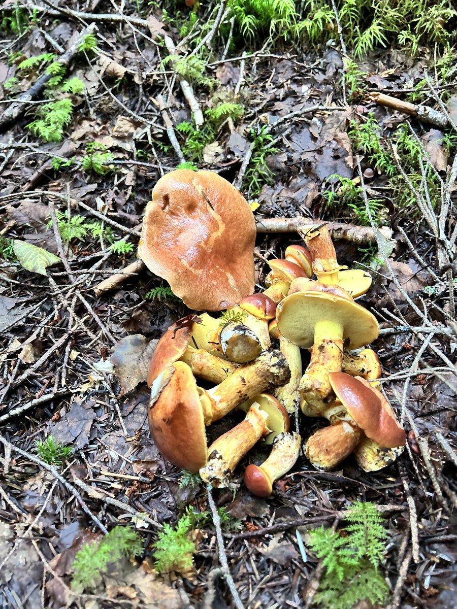 toretara117's tweet photo. ハナイグチ🍄
テカテカしてて雨上がりだと綺麗😍そして旨いキノコ😋
#ハナイグチ #キノコ狩り #秋 #mushroom #Suillus grevillei https://t.co/gJm1EuCly2