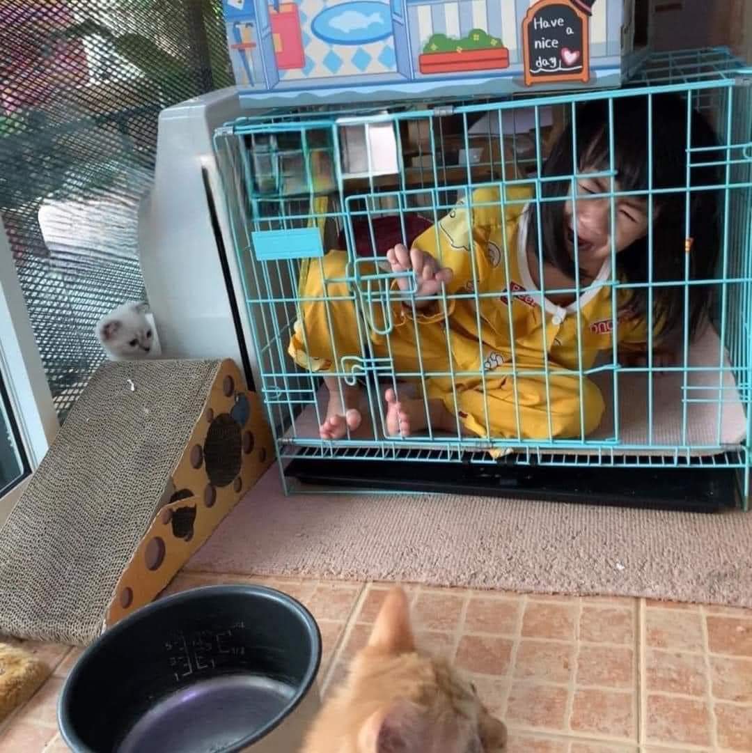 mandarinjer's tweet photo. Anjing Bertopengkan Kucing 🤯🙈 https://t.co/gyC9oiB3Bz