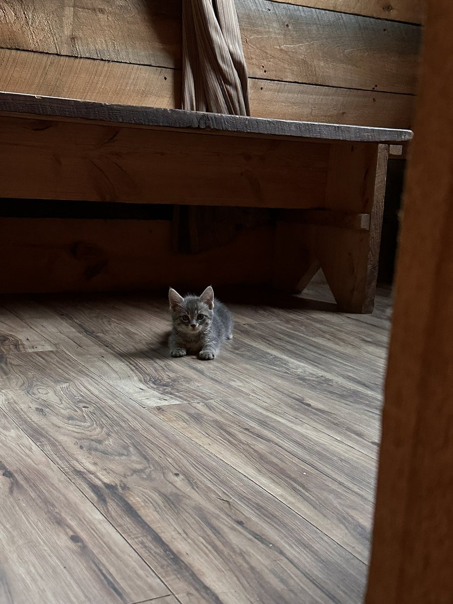 sadclamm's tweet photo. farm kitty https://t.co/Tcl5U6cUDS