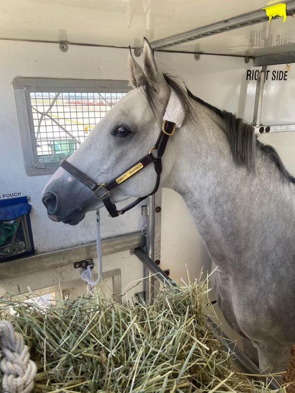 C2RacingStable's tweet photo. WHITE ABARRIO headed out to Cali, Cali to prep for @BreedersCup Classic. https://t.co/wB2HOBRJJF