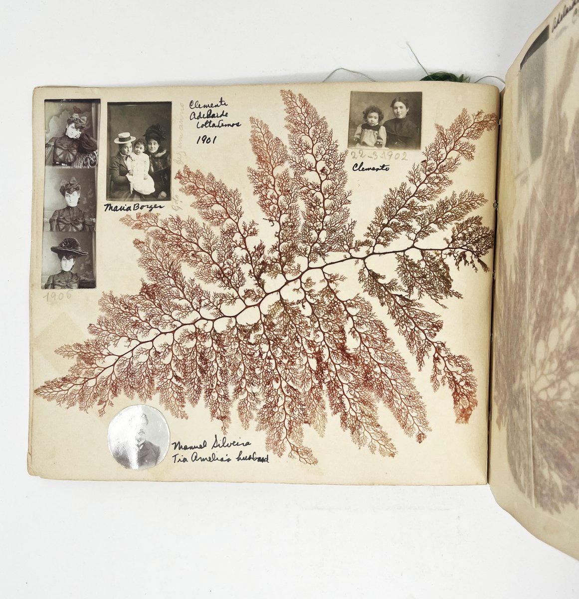 Division Leap tweet media