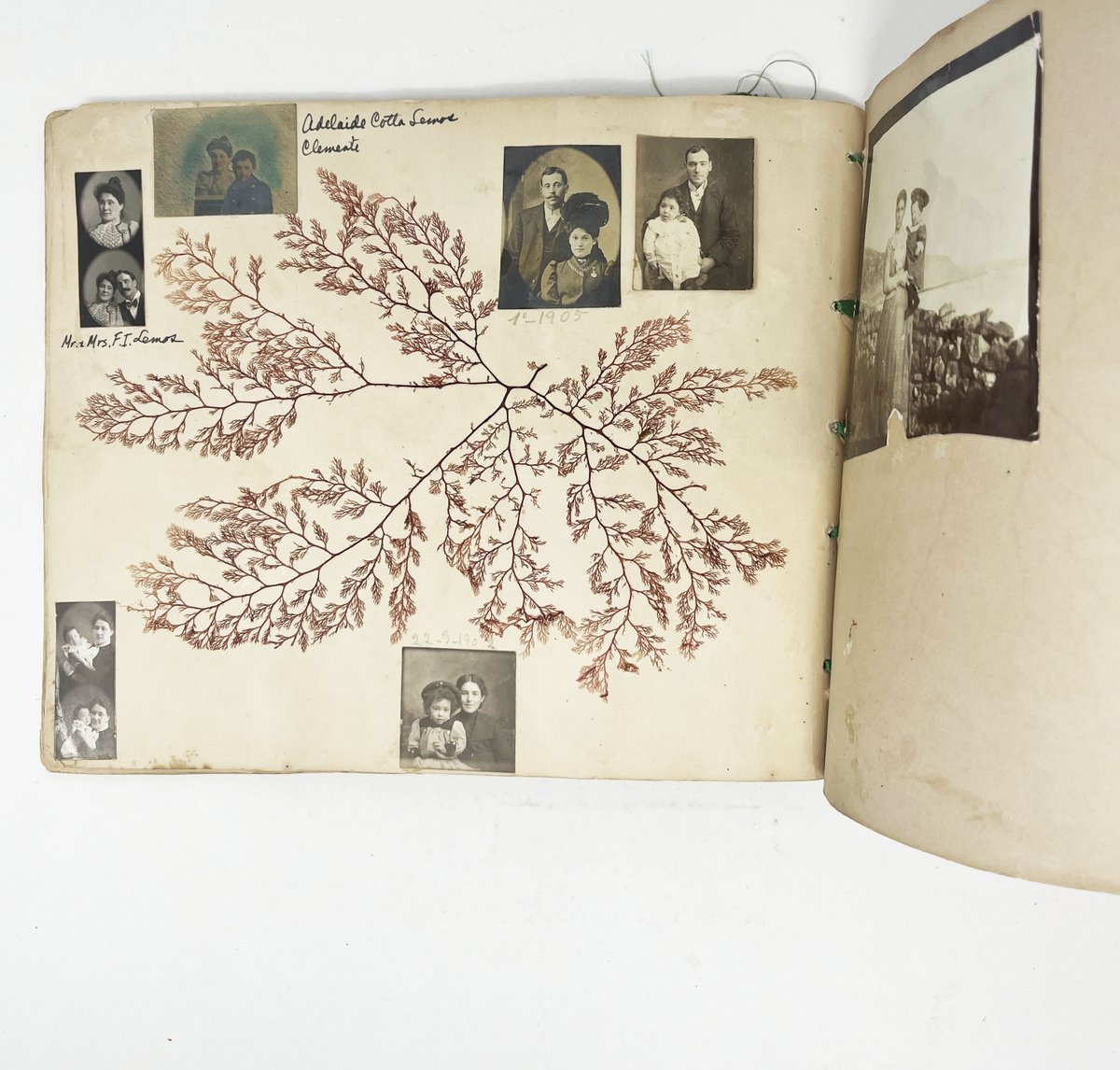 Division Leap tweet media