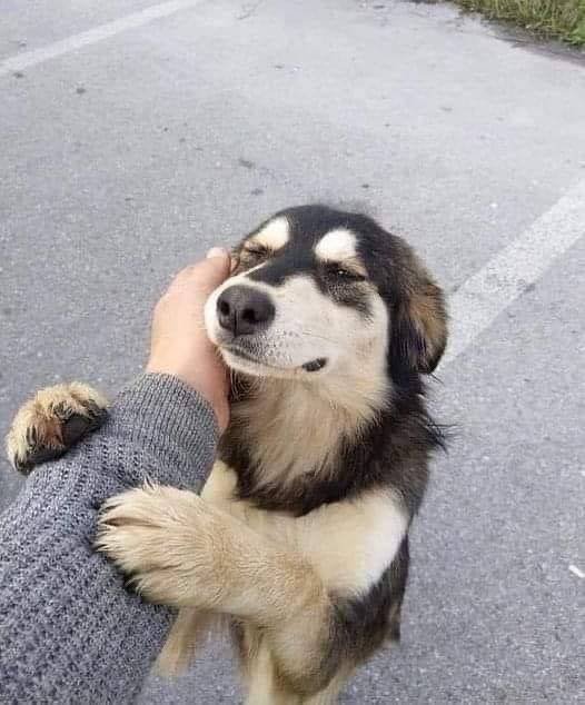 CalltoActivism's tweet image. “Today I adopted a human. It broke my heart to see him so lonely and confused. 

And suddenly I got his teary eyes to meet mine. I don't like the smell of sad. 

I wanted to jump on him so bad. He spoke to me with cuteness and I knew it, I had to rescue him!, that human needed…