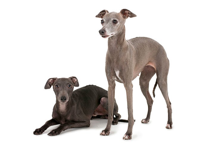TrueLebyo's tweet photo. Why is the Italian greyhound just a long chihuahua? https://t.co/YCU5xtFuwB