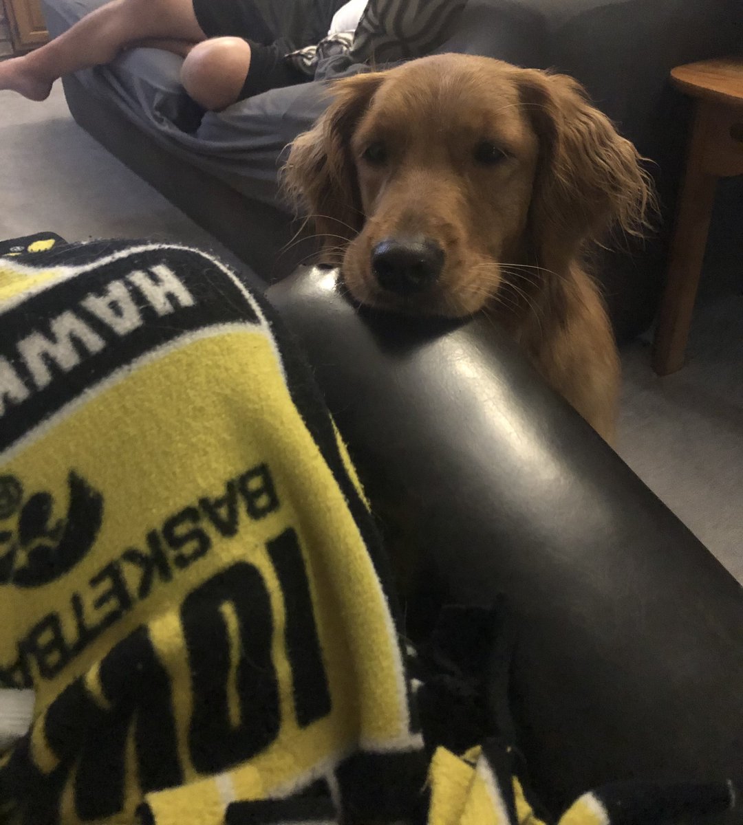 Edge3Petunia's tweet photo. @imcorinnemec Theo is such an adorable pup!!  My Willow is looking longingly at my snack…. https://t.co/hSI0NzFmfN
