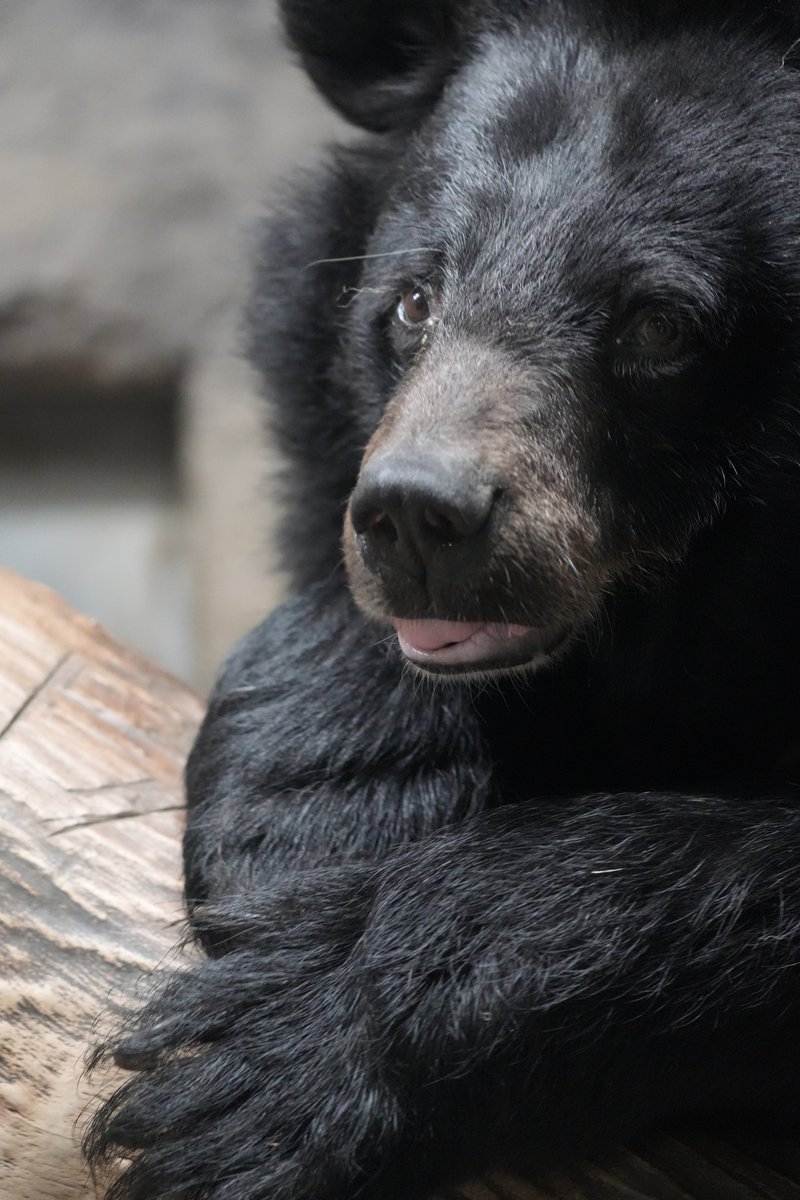 _AsianBlackBear's tweet photo. 今日は休園日。天気のいい静かな園内で、動物たちみんなのんびり過ごしてね。明後日からしばらく賑やかになるよ。

📷2023.9.6 https://t.co/CdXtb8q8TF