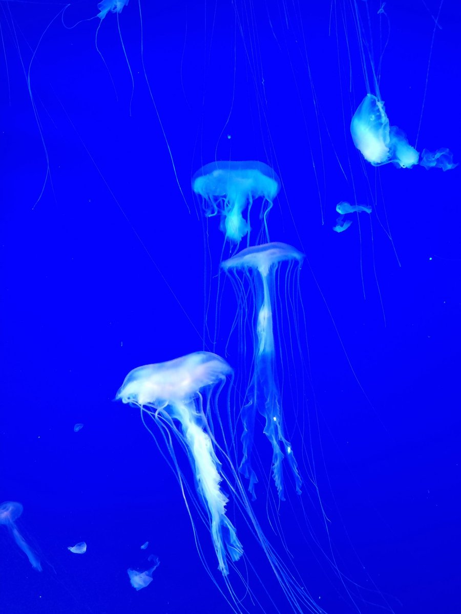 Tayla Rees tweet media