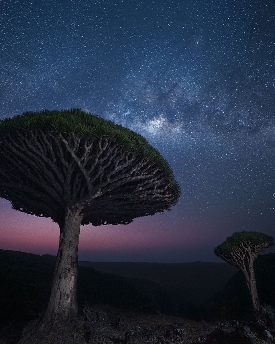 Dragon’s Blood Tree, a plant species unique to Socotra, Yemen. cc: @MarcoGrassi_