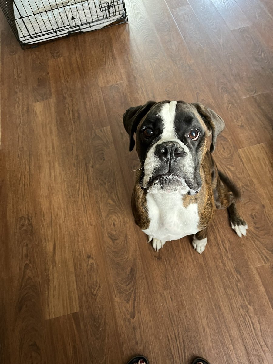 adopt_boxer's tweet photo. Snoopy is a big sweet boy. His sr owners can’t give him what he needs so they asked for help. Snoopy is located in #NEPA (PA). Snoopy needs a home that can widen his world. His family barely took him out . He’s a happy guy that would love to hike&play . #AdoptDontShop #boxerboy https://t.co/5jSZ7B5TDy