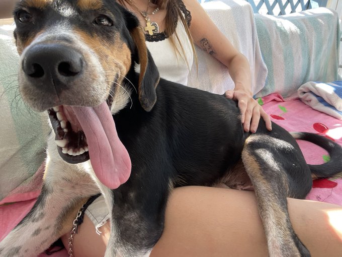 PLEASE READ &amp; SHARE‼️ Hi! This is Doug :) @DallasEMaxwell found him a few days ago tied to a lamppost<a class="tags" target="_blank" title="On Twitter" href="/?out=eyJ0eXAiOiJKV1QiLCJhbGciOiJIUzUxMiJ9.eyJpYXQiOjE3MTk4Mzg3OTUsImlzcyI6InR3cG9ybnN0YXJzLmNvbSIsIm5iZiI6MTcxOTgzODc5NSwiZXhwIjoxNzUxMzc0Nzk1LCJyZWRpcmVjdF91cmwiOiJodHRwczovL3R3aXR0ZXIuY29tL0RhbGxhc0VNYXh3ZWxsIn0.rKjqbjcAvg-bTmvBYEdGq6qpczxEOLMGCxwMK0ALl5zBaZ-OAHcv7KB3Cme-CCL8hPskdmIgfWC4nU3rrjDJLw">@DallasEMaxwell</a><a href="/tag/mvsales"class="tags"><span>#mvsales</span></a>