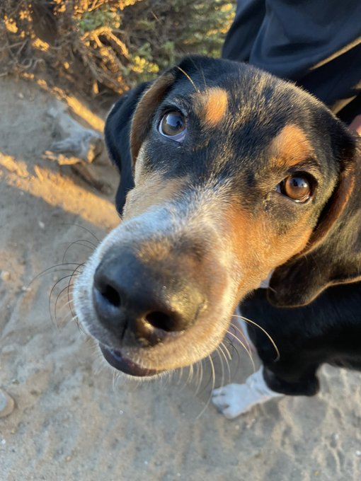 PLEASE READ &amp; SHARE‼️ Hi! This is Doug :) @DallasEMaxwell found him a few days ago tied to a lamppost<a class="tags" target="_blank" title="On Twitter" href="/?out=eyJ0eXAiOiJKV1QiLCJhbGciOiJIUzUxMiJ9.eyJpYXQiOjE3MTk4Mzg3OTUsImlzcyI6InR3cG9ybnN0YXJzLmNvbSIsIm5iZiI6MTcxOTgzODc5NSwiZXhwIjoxNzUxMzc0Nzk1LCJyZWRpcmVjdF91cmwiOiJodHRwczovL3R3aXR0ZXIuY29tL0RhbGxhc0VNYXh3ZWxsIn0.rKjqbjcAvg-bTmvBYEdGq6qpczxEOLMGCxwMK0ALl5zBaZ-OAHcv7KB3Cme-CCL8hPskdmIgfWC4nU3rrjDJLw">@DallasEMaxwell</a><a href="/tag/mvsales"class="tags"><span>#mvsales</span></a>