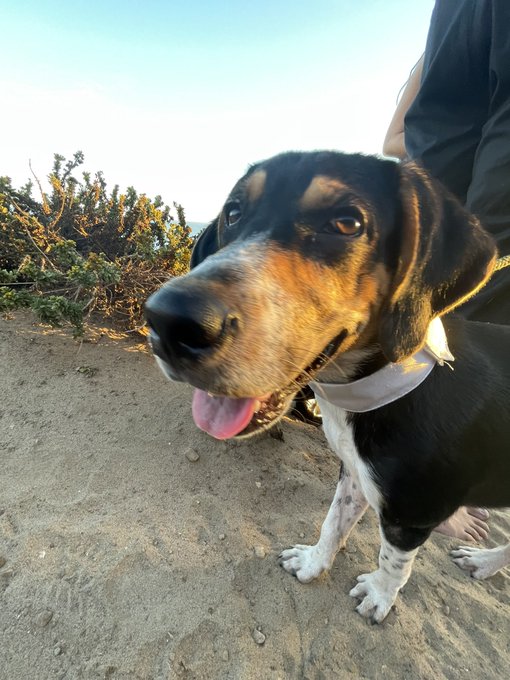 PLEASE READ &amp; SHARE‼️ Hi! This is Doug :) @DallasEMaxwell found him a few days ago tied to a lamppost<a class="tags" target="_blank" title="On Twitter" href="/?out=eyJ0eXAiOiJKV1QiLCJhbGciOiJIUzUxMiJ9.eyJpYXQiOjE3MTk4Mzg3OTUsImlzcyI6InR3cG9ybnN0YXJzLmNvbSIsIm5iZiI6MTcxOTgzODc5NSwiZXhwIjoxNzUxMzc0Nzk1LCJyZWRpcmVjdF91cmwiOiJodHRwczovL3R3aXR0ZXIuY29tL0RhbGxhc0VNYXh3ZWxsIn0.rKjqbjcAvg-bTmvBYEdGq6qpczxEOLMGCxwMK0ALl5zBaZ-OAHcv7KB3Cme-CCL8hPskdmIgfWC4nU3rrjDJLw">@DallasEMaxwell</a><a href="/tag/mvsales"class="tags"><span>#mvsales</span></a>