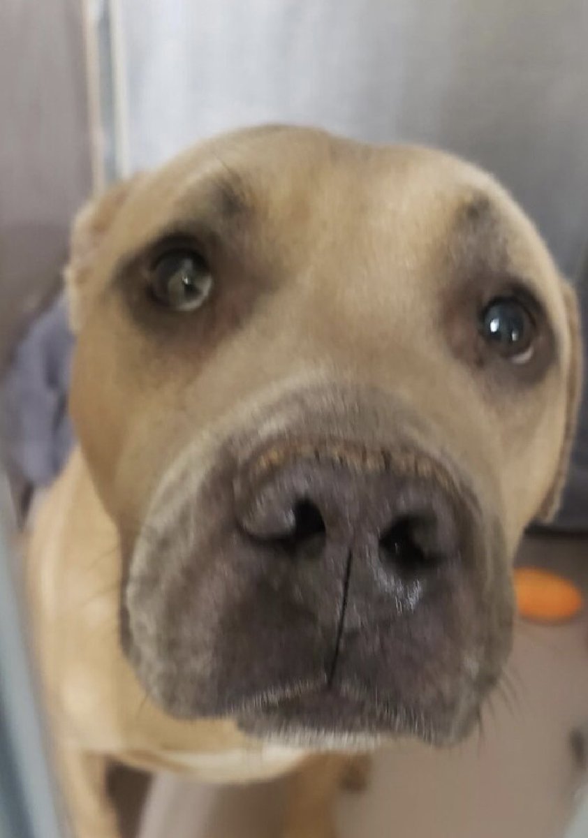 TomJumboGrumbo's tweet image. OVERLOOKED Flash 181385 is another victim of human “allergies”. Arriving just SEP 1, he’s now TBK Thursday in NYCACC. A friendly, outgoing and playful 3yo who is great with kids and dogs. He’s a little fearful of loud noises and can be anxious, so you can imagine how he’s feeling