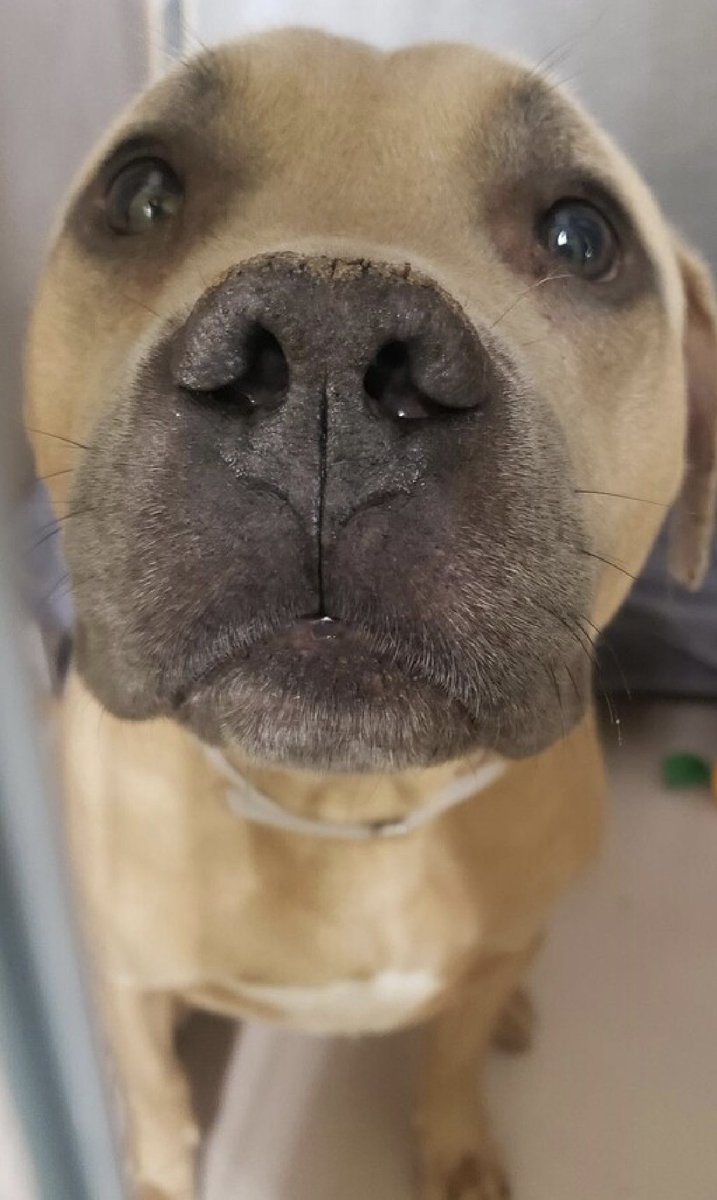 TomJumboGrumbo's tweet image. OVERLOOKED Flash 181385 is another victim of human “allergies”. Arriving just SEP 1, he’s now TBK Thursday in NYCACC. A friendly, outgoing and playful 3yo who is great with kids and dogs. He’s a little fearful of loud noises and can be anxious, so you can imagine how he’s feeling