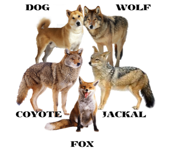 DogBesties's tweet image. Fun Fact, dogs are related to not just wolves, but hyenas, foxes, and even bears! These animals are all canids, and research about their connection continues to this day thanks to organizations like @Morris_Animal and @sciam 

#dogs
#dogevolution
#wolf
#canid