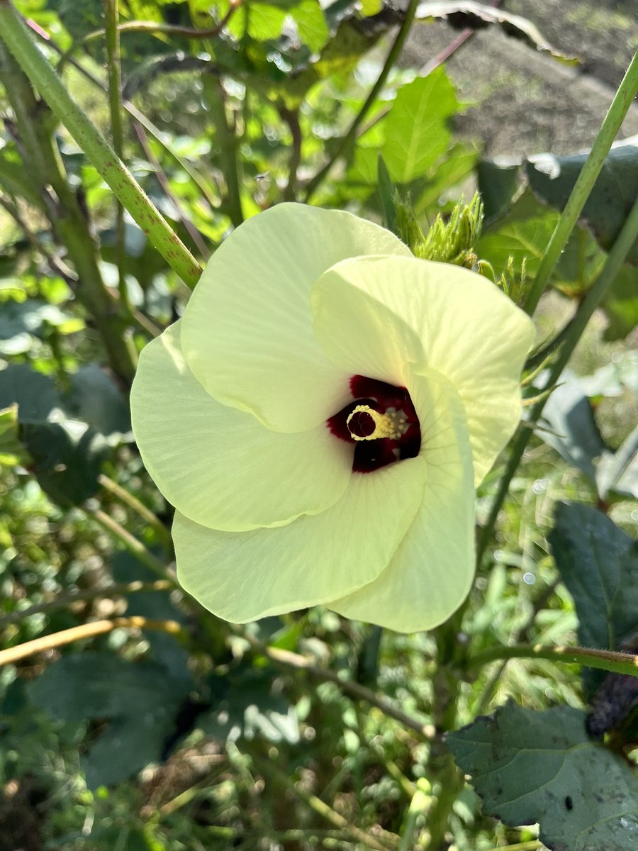 🏵️オクラの花🌸
可愛いですねぇ〜😌
