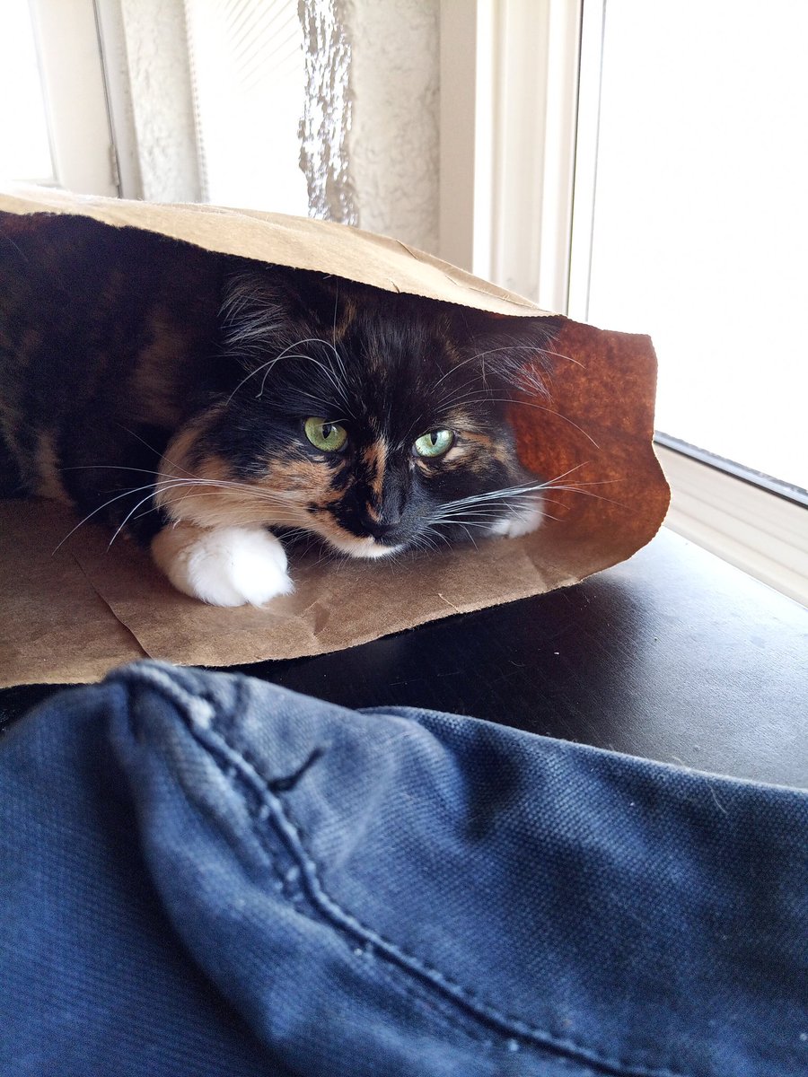 MattClosingIn's tweet photo. aaa im sorry guys posts will b on hold for a bit. mental health comes first over matt. that and i am going to be moving in a couple weeks :( i am so so very sorry. matt antics will return in about 2-3 weeks! please have this pic of my cat in the meantime. again i am so sorry! -🧸 https://t.co/0bZLXjRI58