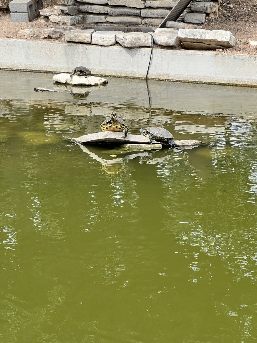 Spahn_AVID's tweet image. #MatadorAVID Went to visit University of Texas at Austin today! @SeguinHSTx @alvargasCCMR #HookEmHorns