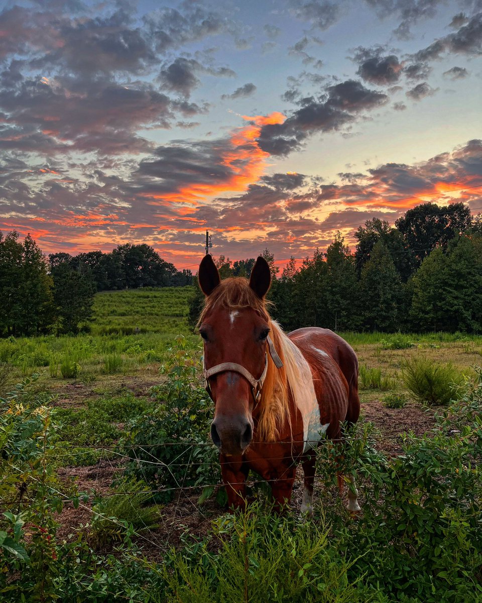 leeceelodi's tweet photo. Gorgeous sunset on D&amp;L Farm this evening, and this guy is always ready for a photo op! @spann https://t.co/su7cBV5lIi