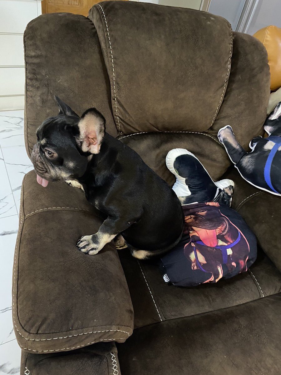beckyvnangels's tweet photo. Congratulations on Bonbon turning 2 years old. I hope your grandchild grows up quickly 🐾🎉🎂🥳

BONBON TURNS TWO
#HappyBonBonDay https://t.co/JQjXbzquyb
