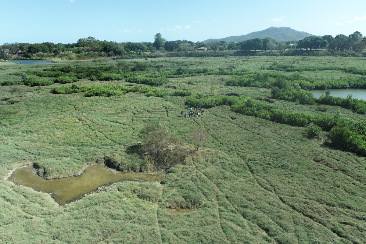 Sophie (she/her) (@sophiee_walks) on Twitter photo Great to once again help out with <a href="/WalthamNathan/">A/Prof Nathan Waltham</a>'s Mangroves, Coasts and Estuarine Systems subject <a href="/jcu/">James Cook Uni</a> (for what was probably for the last time!). Some great days out in Bowling Green Bay NP and at Annandale wetlands testing water quality and flying some drones! Great to once again help out with <a href="/WalthamNathan/">A/Prof Nathan Waltham</a>'s Mangroves, Coasts and Estuarine Systems subject <a href="/jcu/">James Cook Uni</a> (for what was probably for the last time!). Some great days out in Bowling Green Bay NP and at Annandale wetlands testing water quality and flying some drones!