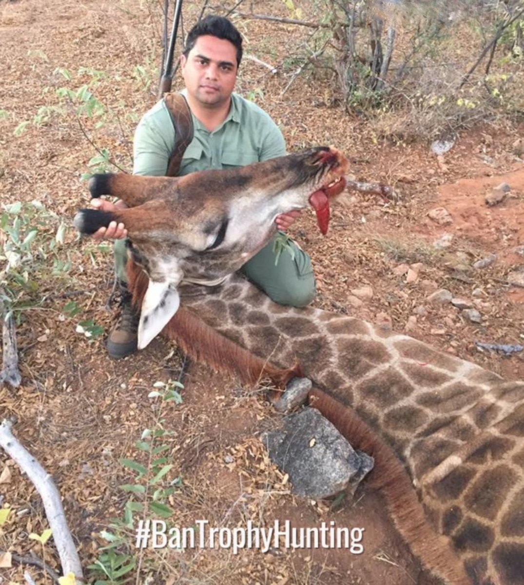 onjolo_kenya's tweet photo. Trophy hunting, the practice of killing animals for the sole purpose of obtaining their body parts as trophies, has long been a subject of intense debate and controversy. While proponents argue that trophy hunting generates revenue for conservation efforts and local communities, the detrimental effects it has on wildlife populations and ecosystems cannot be ignored. Therefore, there is a compelling case to ban trophy hunting altogether.

One of the primary concerns surrounding trophy hunting is its impact on endangered species. Many animals targeted for trophy hunting, such as elephants, lions, and rhinos, are already facing alarming declines in their populations. Trophy hunting exacerbates this decline by removing the strongest and healthiest individuals, disrupting social structures and genetic diversity, and further jeopardizing the survival of these species.

Moreover, the economic argument in favor of trophy hunting is flawed. Proponents often claim that the revenue generated from trophy hunting supports conservation efforts and local communities. However, studies have shown that only a fraction of the revenue actually reaches these entities, with the majority being retained by hunting outfitters and government agencies. Sustainable alternatives, such as wildlife tourism and photographic safaris, have proven to be more effective in generating revenue while preserving the well-being of wildlife.

Banning trophy hunting would also send a powerful message against the commodification of wildlife. It is ethically questionable to kill animals for mere entertainment and vanity, disregarding their intrinsic value and ecological role. By prohibiting trophy hunting, societies can promote a more compassionate and responsible approach to wildlife conservation, focusing on habitat preservation, anti-poaching efforts, and community-based conservation initiatives.

In conclusion, banning trophy hunting is a necessary step towards safeguarding endangered species, protecting ecosystems, and promoting ethical practices in wildlife conservation. It is imperative that we prioritize the long-term survival and well-being of our planet's biodiversity over short-term gains and personal gratification.