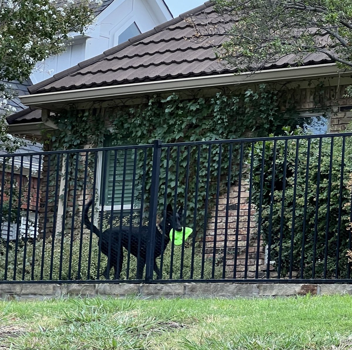 LadybugBarkAlot's tweet image. We did walkies AGAIN! Passed a 🏡 &amp;amp; heard big splash, squeak squeak squeak, splash, squeak squeak squeak. Wuz this vv distinguished gentleman! Looked like fun! No one screamed at us 2day &amp;amp; we got a couple of pet-pets! ❄️ did bork @ a 👨 in his yard. She protecc us all!