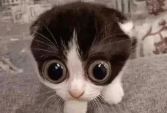 the_starninggem tweet media