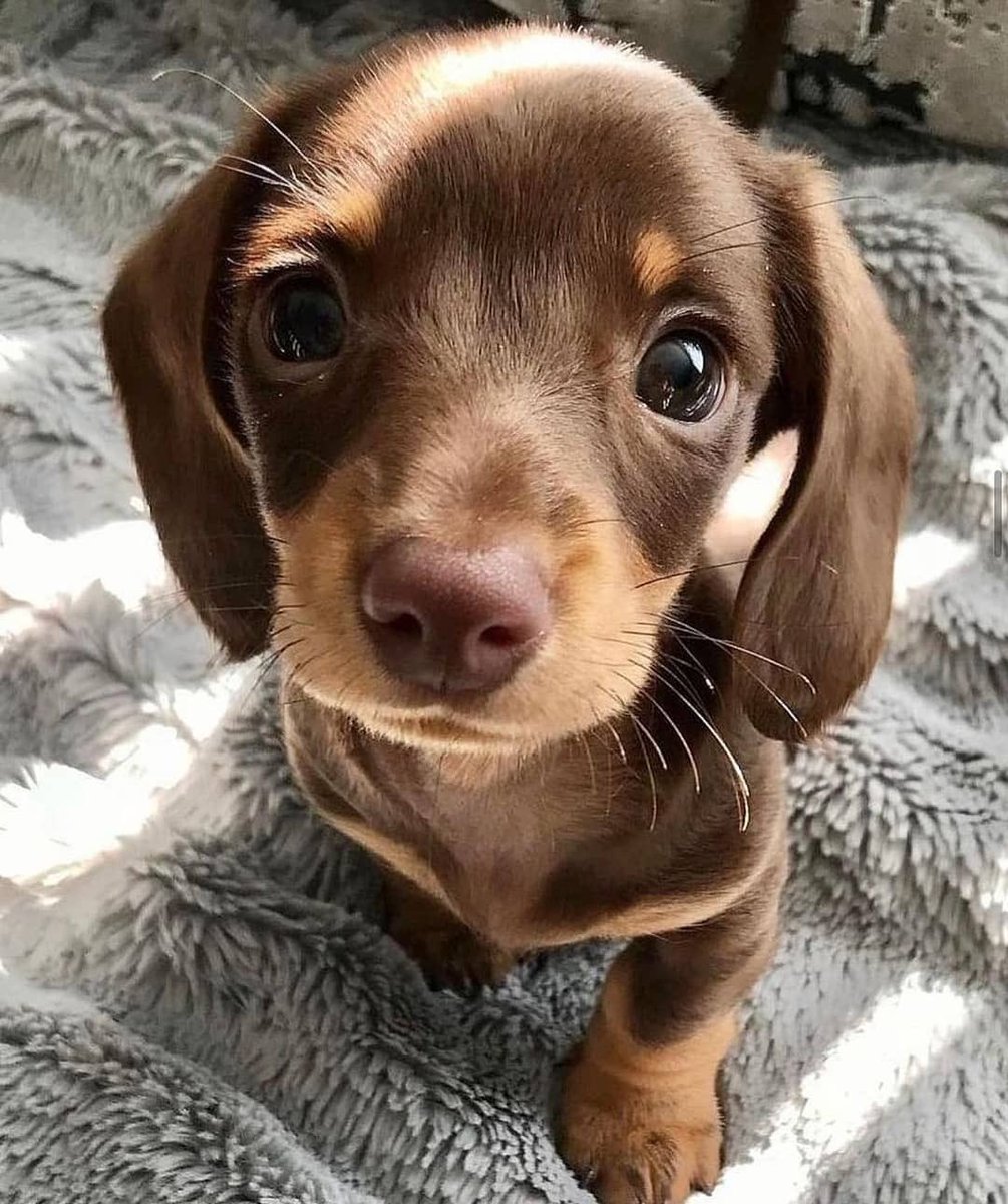 💖 (@twaniimals) on Twitter photo 