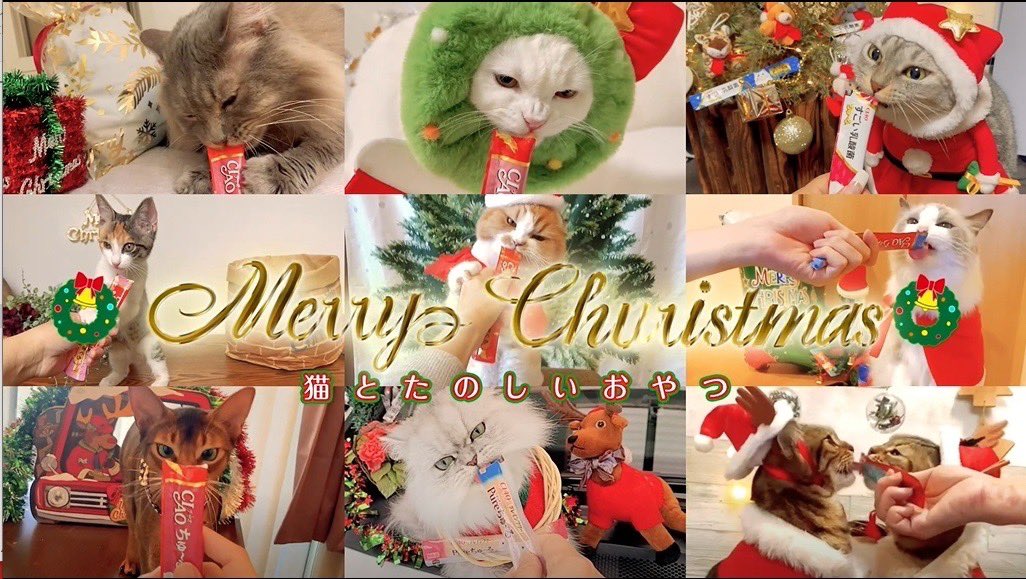 2023年も！クリスマスCM 制作決定！ 出演猫ちゃん大募集
