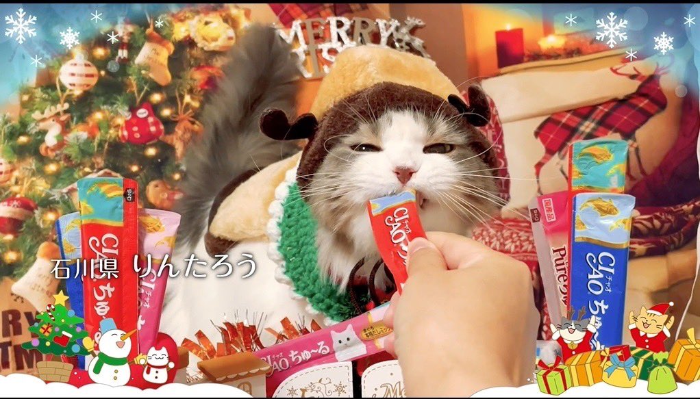 2023年も！クリスマスCM 制作決定！ 出演猫ちゃん大募集