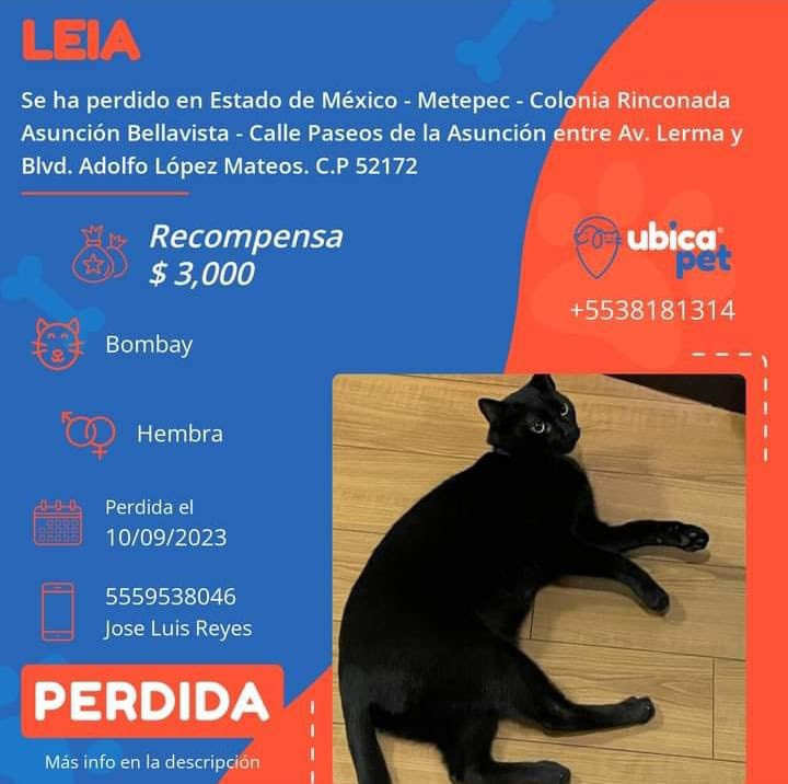 UbicapetMexico's tweet photo. 🟠 PERDIDA 🟠
👉 Más info: https://t.co/sFF0l6VCdH

P6508

▪️Leia
▪️Hembra 
▪️Bombay 
▪️Negra
▪️Estado de México 
▪️Metepec
▪️Colonia Rinconada Asunción Bellavista https://t.co/CDpsEM98rp
