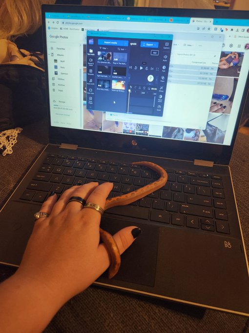 In case you were wondering how I edit videos, Derp usually joins me. Today he took over the keys while<a href="/tag/virgo"class="tags"><span>#virgo</span></a><a href="/tag/virgoseason"class="tags"><span>#virgoseason</span></a>