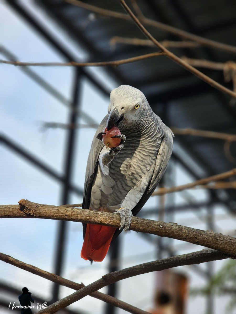 Breeding African grey