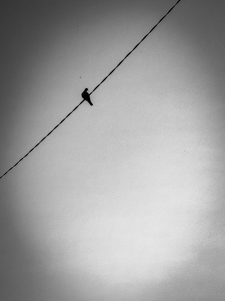 #bonjour
#photooftheday

#alone 🙂 #limours #essonne #iledefrance #france 

#bird #sky #lifestyle #street #streetphotography #shotbyme #shotoniphone #mobiography #bnw #blackandwhite #instadaily #super_france #nature #birdphotography #minimal #simplicity #dailypic #dailypost