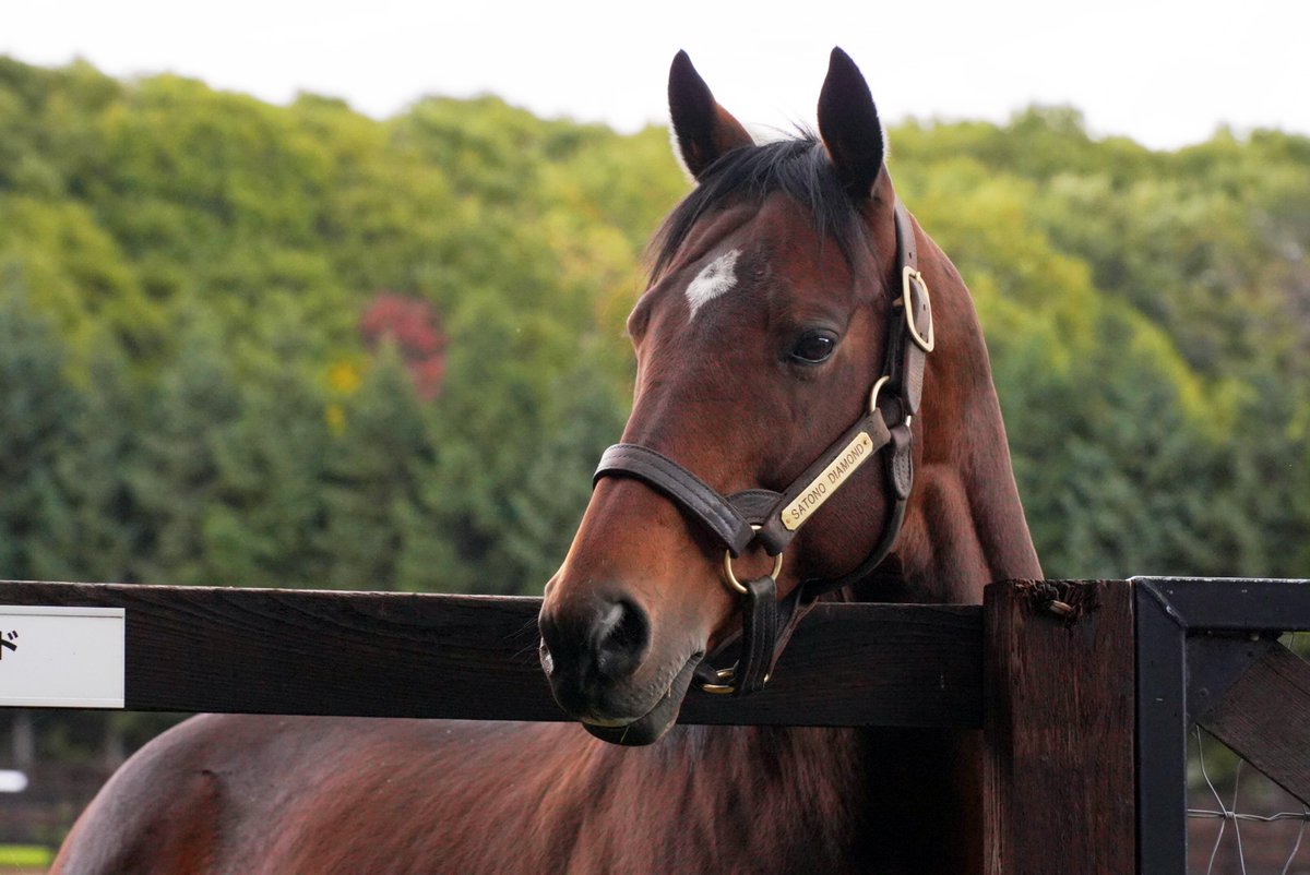 大種牡馬 SS サンデーサイレンス 流星 ストラップ ノーザンホース