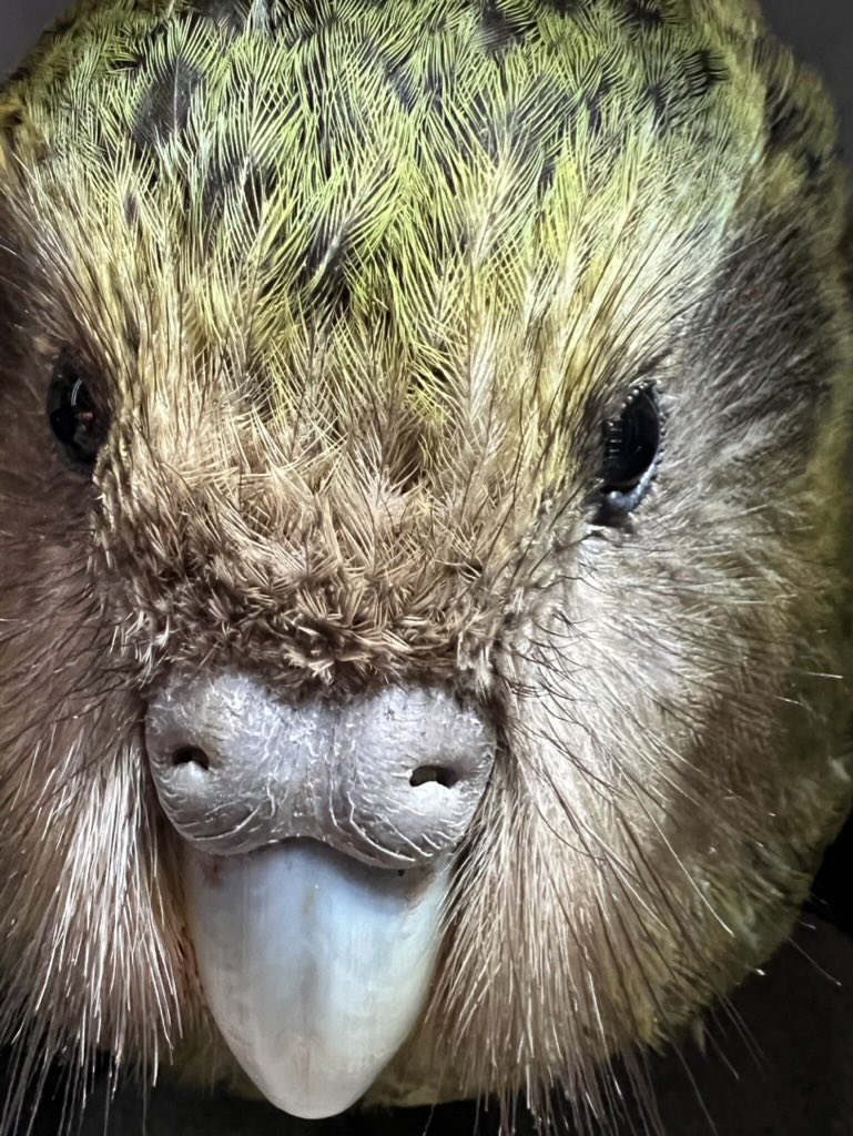 takapodigs's tweet photo. Tonight there are now 10 #kakapo living wild in the North Island of #NZ. We’ve just released six more at Sanctuary Mountain Maungatautari to add to the four transferred there in July.  @Maungatautari1 #conservation #returnofthekakapo #parrots https://t.co/dtAg6Xol0x
