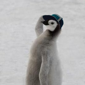 เอาหมวกมาใส่ให้
“ ไปเข้าแถวซะ วันนี้เป็นวันแรกของเธอ หวังว่าคงไม่ใช่ตัวเดียวกันกับก่อนหน้านี้นะ ”

ที่จริง ให้มาเป็นทหารจริงๆคงไม่ได้ แต่มีมาสัตว์มาป้วนเปี้ยนแถวนี้บ้างก็คงจะช่วยลดความตึงเครียดให้เหล่ากะลาสีได้เหมือนกัน