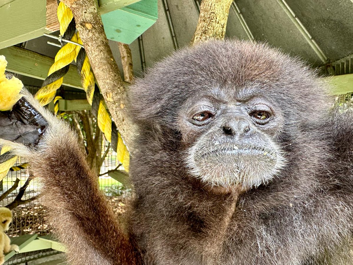 gibbonposting's tweet photo. Shanti !!!! https://t.co/ZXrpdKmlYU
