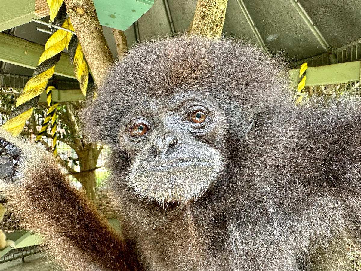 gibbonposting's tweet photo. Shanti !!!! https://t.co/ZXrpdKmlYU