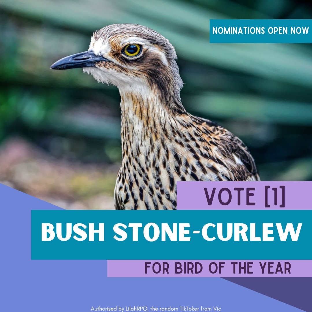 Nominations are now open for the Guardian's Australian bird of the year. 

I am endorsing the Bush Stone-Curlew. A beautiful and misunderstood creature.

Use the #BirdOfTheYear to cast your nomination for the Bush Stone-Curlew.