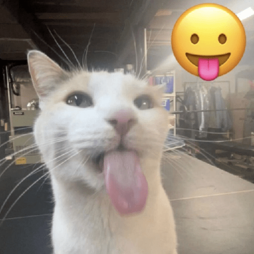 Stickerly_app's tweet photo. Hello beautiful people! 
Cute cat sticker pack for you guys 😺💕

Let us know in the comments what stickers you wish to find!!! 

Pack code: BQ9GMY
https://t.co/I1TQnQ4J81

#stickerly #stickers #catsticker #cat #viral #cute https://t.co/K9PN9z5gQN